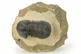 Detailed Paralejurus Trilobite Fossil - Atchana, Morocco #273797-2